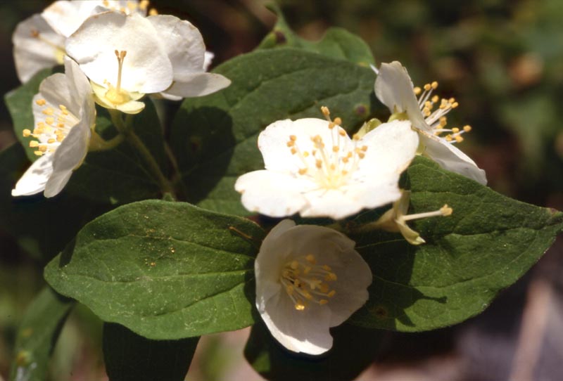 Philadelphus schrenkii Rupr.