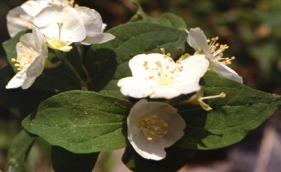 고광나무(Philadelphus schrenkii Rupr.)