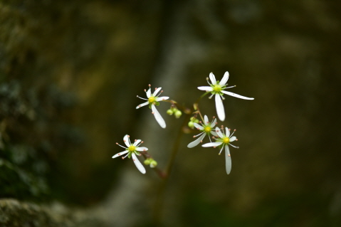 Plant Illustration Details