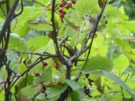 Schisandra chinensis (Turcz.) Baill.