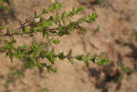 Plant Illustration Details