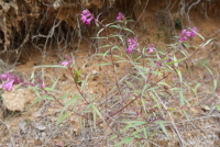 Plant Illustration Details