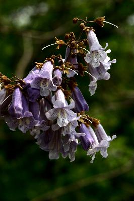 참오동나무(Paulownia tomentosa (Thunb.) Steud.)