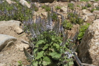 Plant Illustration Details