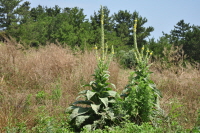 Plant Illustration Details