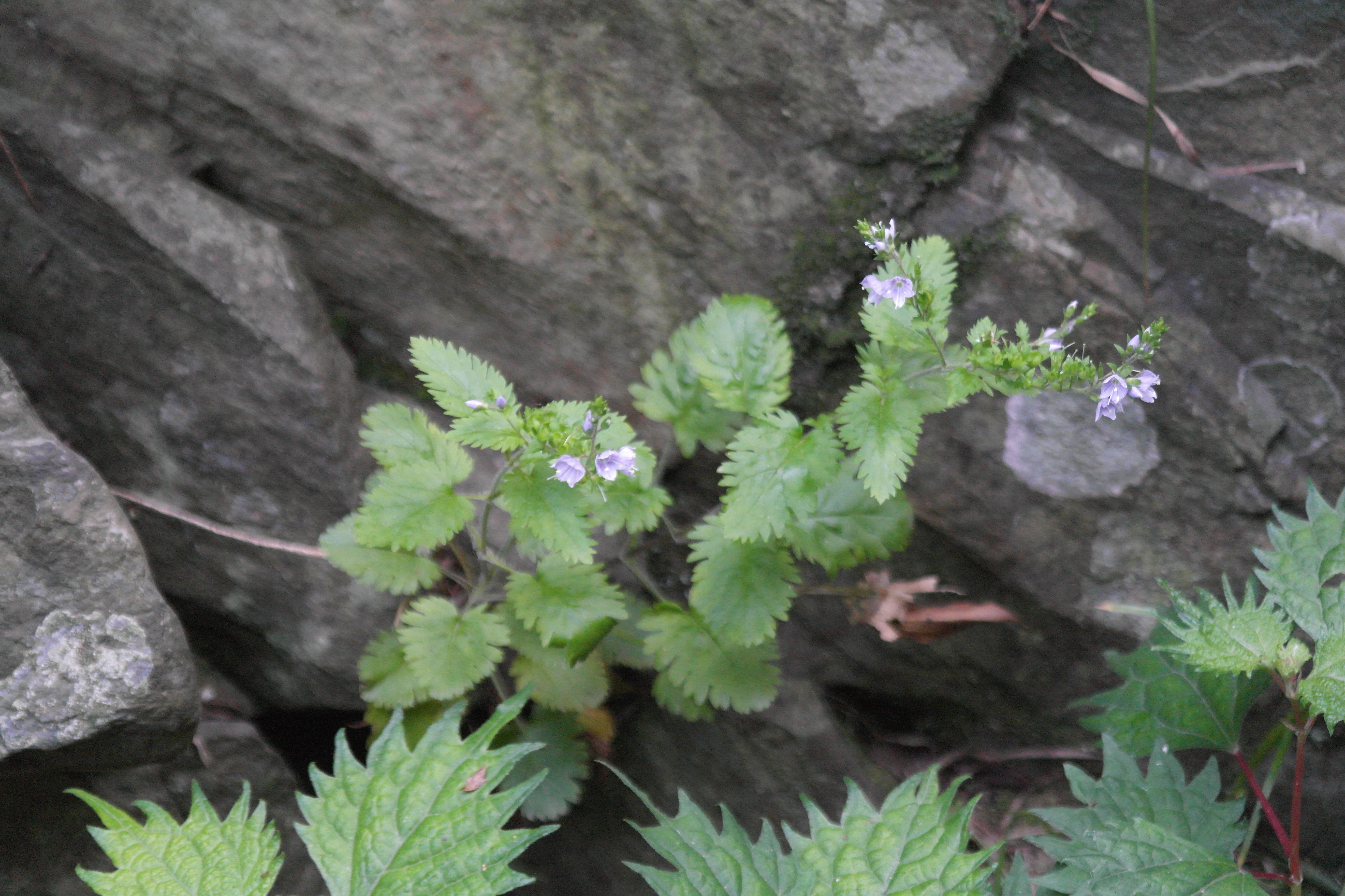 Plant Illustration Details