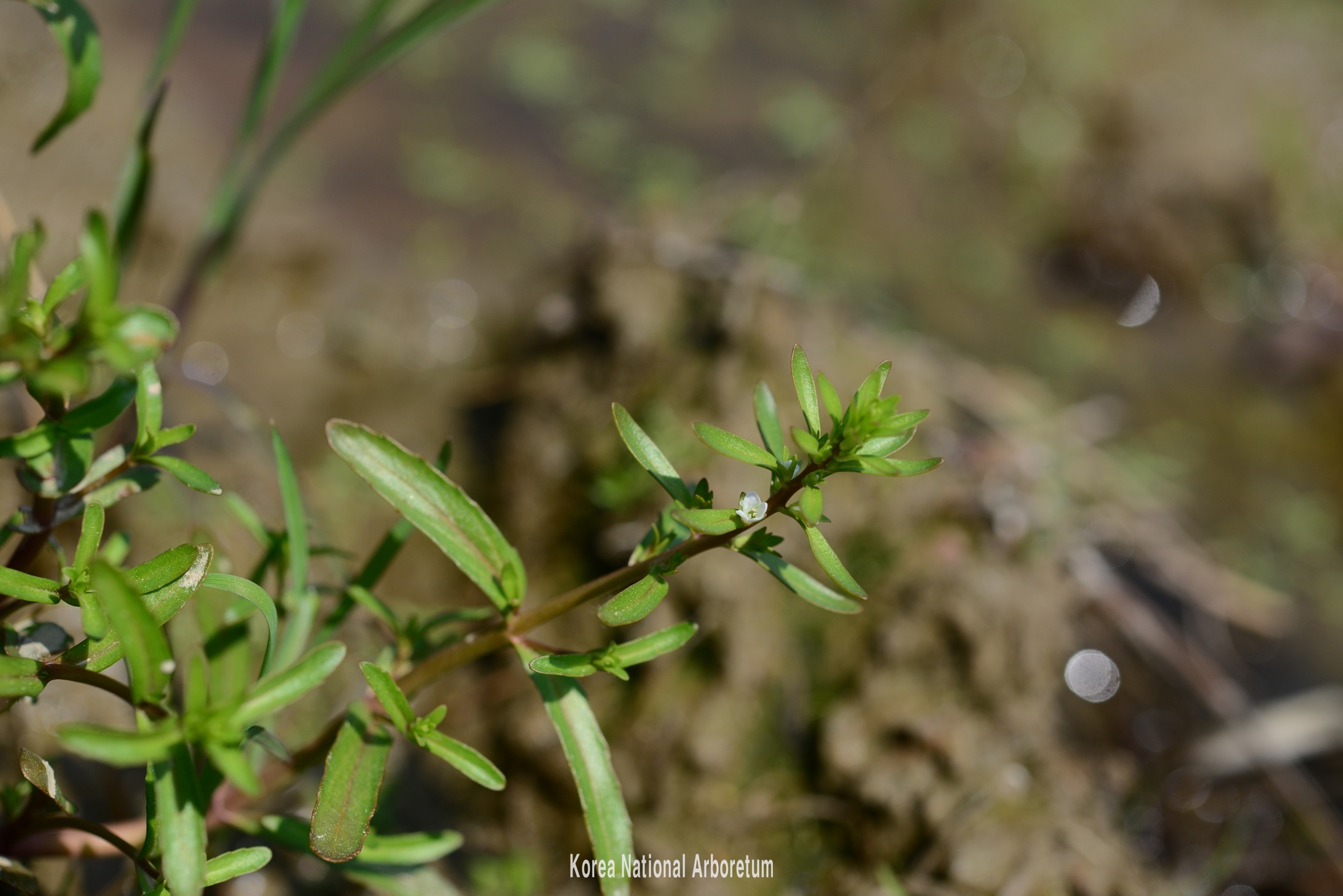 Plant Illustration Details