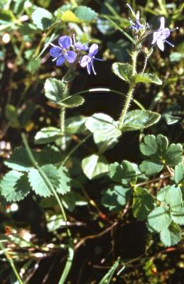 Plant Illustration Details