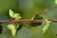 Plant Illustration Details