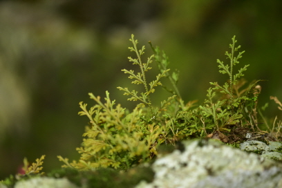 Plant Illustration Details