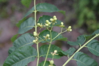 Plant Illustration Details