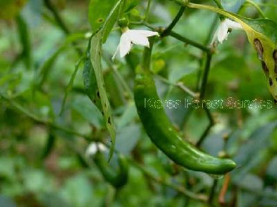 고추(Capsicum annuum L.)