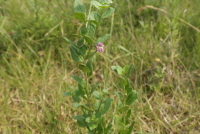 구기자나무(Lycium chinense Mill.)