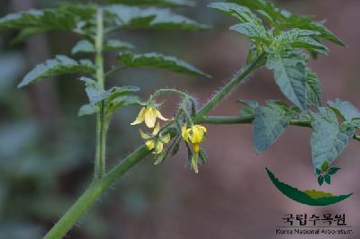 토마토(Solanum lycopersicum L.)