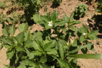 Plant Illustration Details