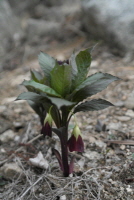 Plant Illustration Details