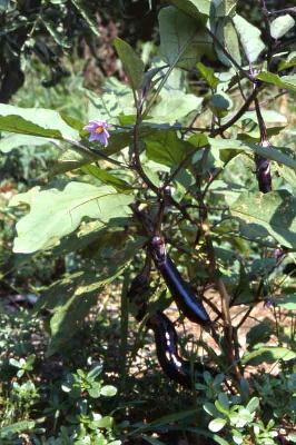 가지(Solanum melongena L.)