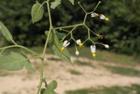 Plant Illustration Details