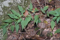 Plant Illustration Details