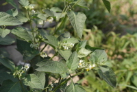 Plant Illustration Details