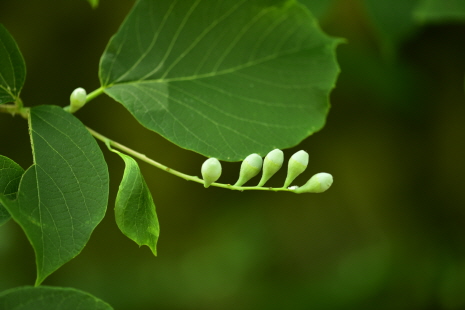 쪽동백나무(Styrax obassia Siebold & Zucc.)