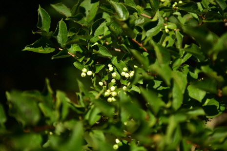 Plant Illustration Details