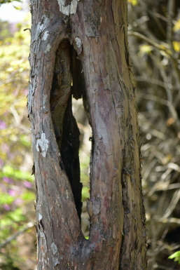 주목(Taxus cuspidata Siebold & Zucc.)