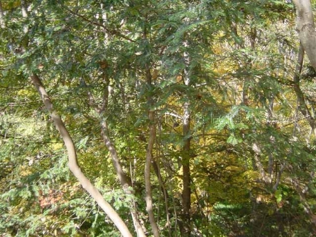 Torreya nucifera (L.) Siebold & Zucc.