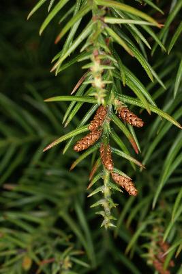 삼나무(Cryptomeria japonica (Thunb. ex L.f.) D.Don)