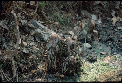 낙우송(Taxodium distichum (L.) Rich.)