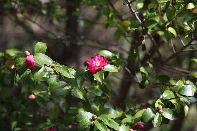 애기동백나무(Camellia sasanqua Thunb.)