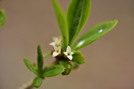 Plant Illustration Details