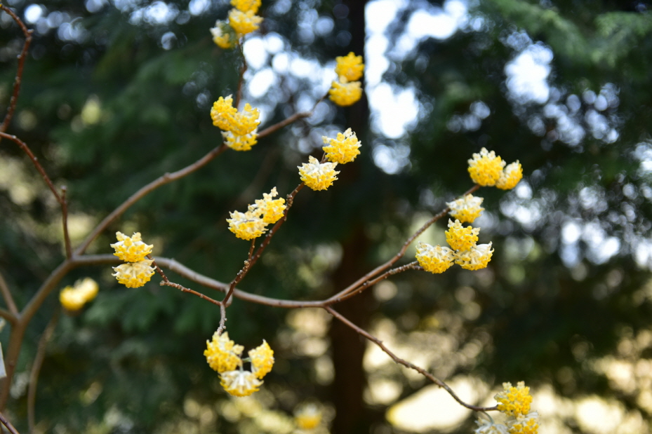 Edgeworthia chrysantha Lindl.