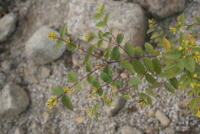 Plant Illustration Details