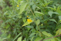 Plant Illustration Details