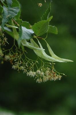 Plant Illustration Details