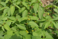 Plant Illustration Details