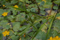 Plant Illustration Details