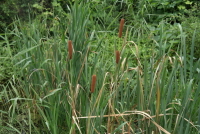 Plant Illustration Details