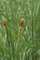 Plant Illustration Details