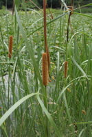 Plant Illustration Details