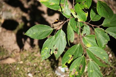 풍게나무(Celtis jessoensis Koidz.)