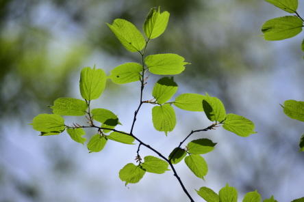 Plant Illustration Details