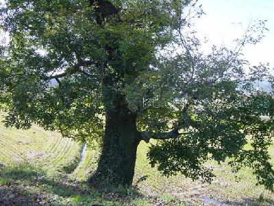 팽나무(Celtis sinensis Pers.)