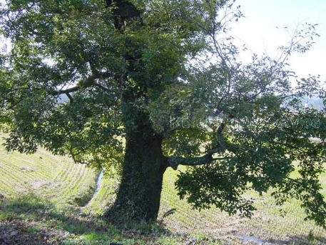 Celtis sinensis Pers.