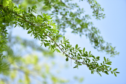 시무나무(Hemiptelea davidii (Hance) Planch.)