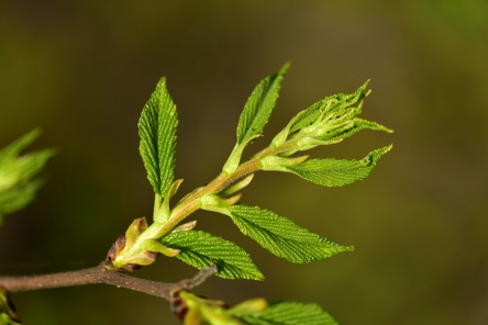 Plant Illustration Details