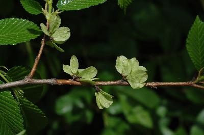 당느릅나무(Ulmus davidiana Planch.)