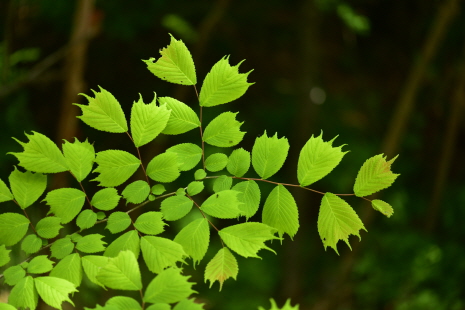 난티나무(Ulmus laciniata (Herder) Mayr ex Schwapp.)