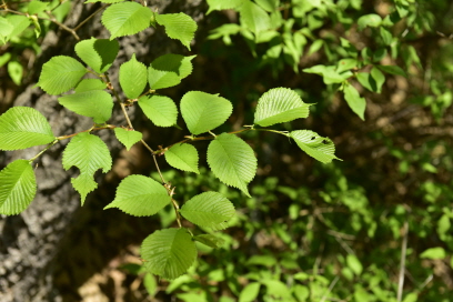 Plant Illustration Details